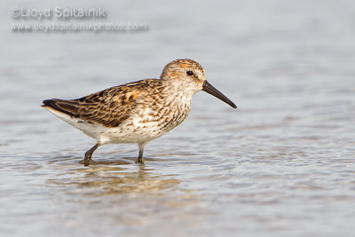 Western Sandpiper