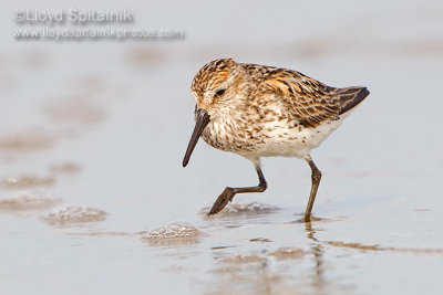 Western Sandpiper