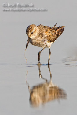 Western Sandpiper