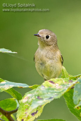 Ruby-crowned Kinglet