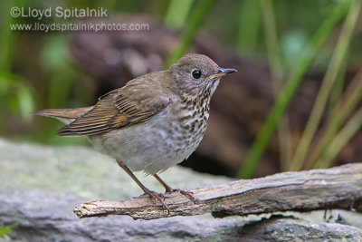 Bicknell's Thrush