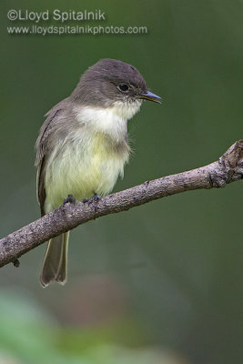 Eastern Phoebe