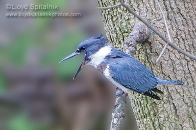 Belted Kingfisher (juvenile male)