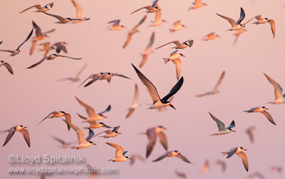 Black Skimmer in Common Tern flock