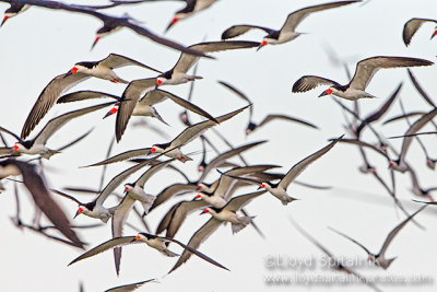 Black Skimmer