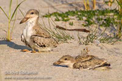 Black Skimmer (juvenile)