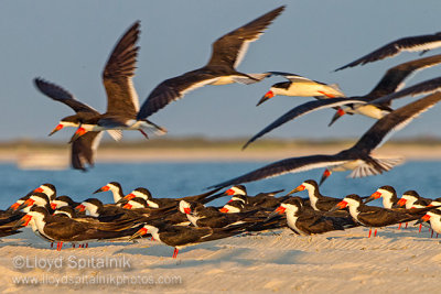 Black Skimmer