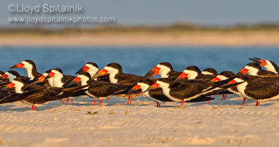 Black Skimmer