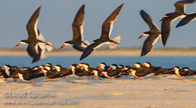 Black Skimmer