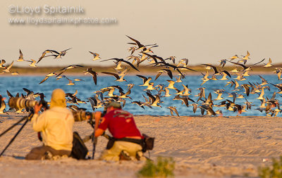 Black Skimmer