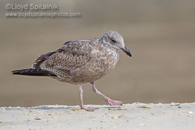 Herring Gull