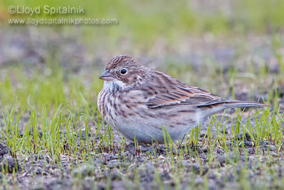 Vesper Sparrow