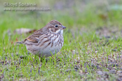 Vesper Sparrow