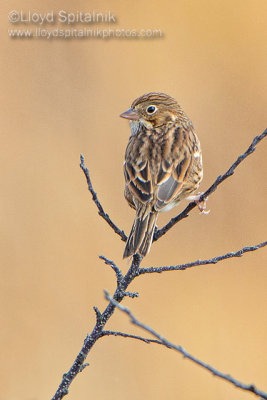 Vesper Sparrow