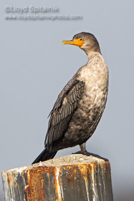 Double-crested Cormorant