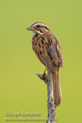 Song Sparrow