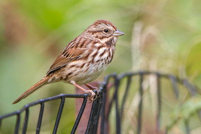 Song Sparrow