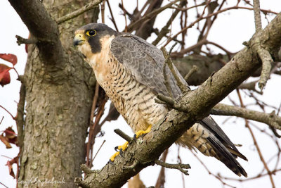 Peregrine Falcon