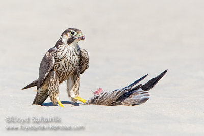 Peregrine Falcon (juvenile)