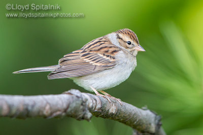 Chipping Sparrow