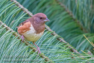 Eastern Towhee