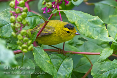 Wilson's Warbler