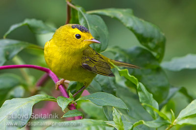 Wilson's Warbler