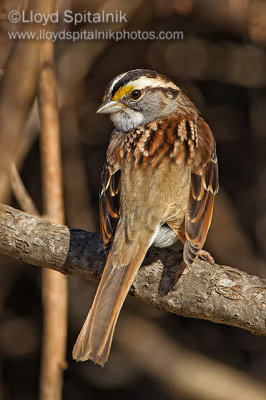 White-throated Sparrow