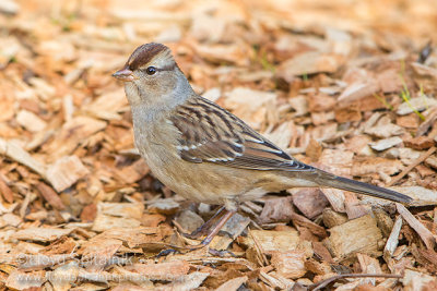 White-crowned Sparrow