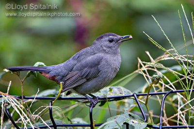 Gray Catbird