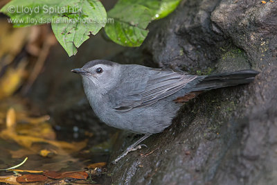 Gray Catbird