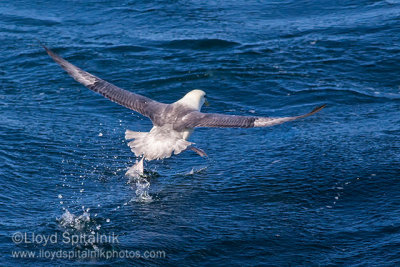 Northern Fulmar