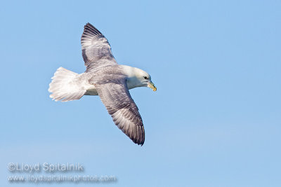 Northern Fulmar