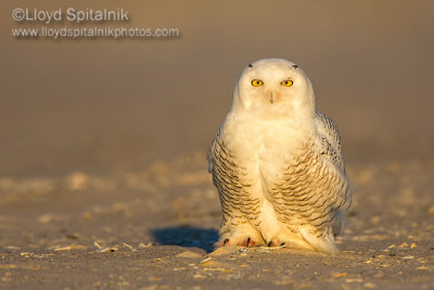 Snowy Owl 