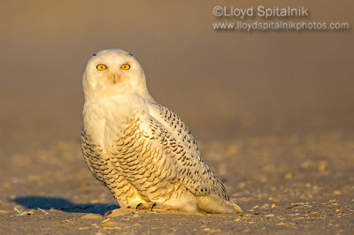 Snowy Owl 