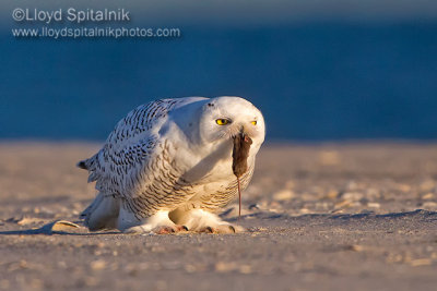 Snowy Owl 