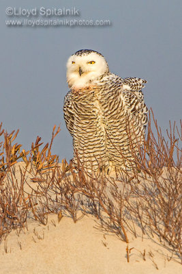 Snowy Owl 