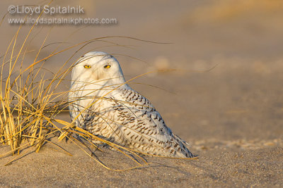 Snowy Owl 