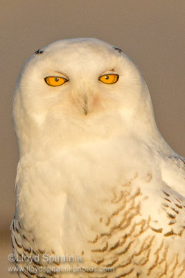 Snowy Owl 
