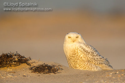 Snowy Owl 