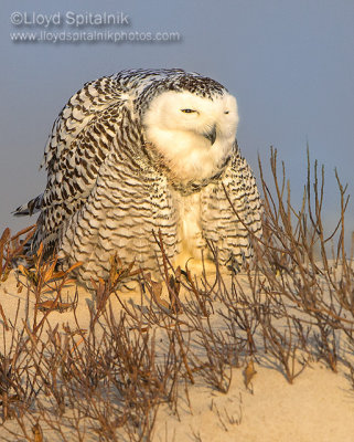 Snowy Owl Invasion 2013