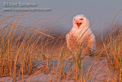 Snowy Owl