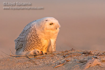 Snowy Owl