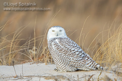 Snowy Owl