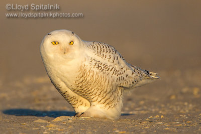 Snowy Owl