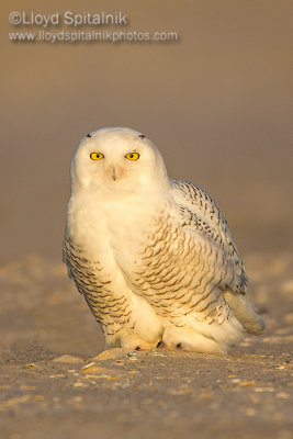 Snowy Owl