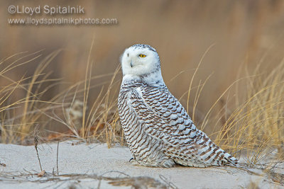 Snowy Owl