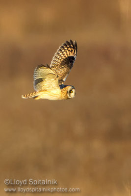 Short-eared Owl