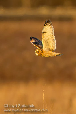 Short-eared Owl