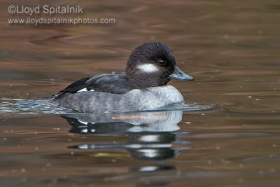Bufflehead 